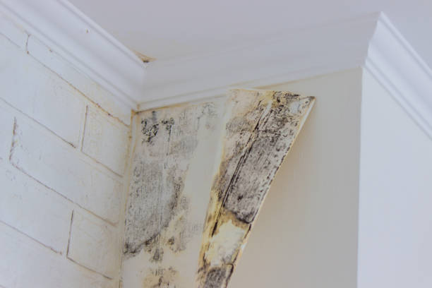 Best Mold Damage Restoration  in Potomac Heights, MD